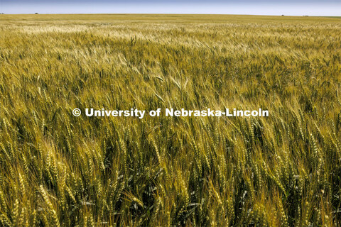 Wheat beginning to ripen in a field northwest of Jansen, Nebraska. June 6, 2024. 