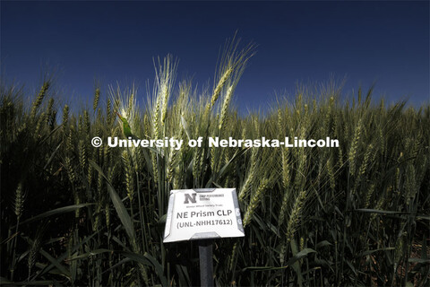 The university's new wheat variety, NE Prism CLP, stands out for its resistance to fungal disease, i