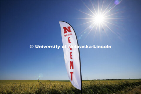 An extension feather banner flies over a wheat field for a plot test field day event northeast of Fa