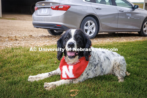 Farm dog decked out in its husker bandana. Farming scenes. Behind the scenes photo for the universit