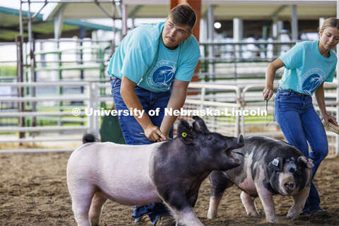 Collin Vrbka coaxes his pig around the ring as Collin maintains eye contact with the judge. 4-H Polk