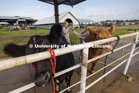 Aubrey Peterson of Osceola, Nebraska, washes her cattle on the day of the livestock show. 4-H Polk C