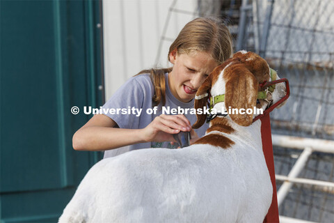 Bently McLean of Stromsburg, Nebraska, blows dries her goat. 4-H Polk County Fair in Osceola, Nebras