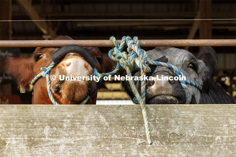 Two cows tied up in the barn peek through the fence. 4-H Polk County Fair in Osceola, Nebraska. July