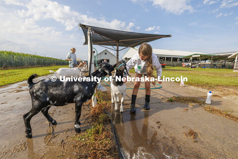 Taytum McLean, of Stromsburg, Nebraska combs out her goat Caitlin Clark the morning of the goat show