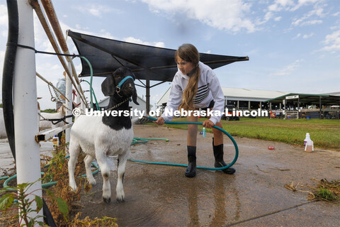 Taytum McLean, of Stromburg, Nebraska washes her goat Caitlin Clark the morning of the goat show. 4-