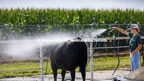 Wyatt Smith washes his steer before the afternoon livestock show. 4-H Polk County Fair in Osceola, N