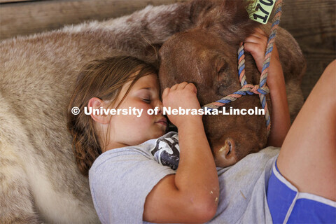 Quiet time at the Polk County Fair. Reaygan Spitz, 9, naps with Reba, her show cow, on Friday aftern
