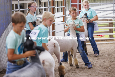 Sheep are shown for the Sheep Showmanship competition4-H Polk County Fair in Osceola, Nebraska. July