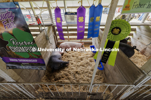 4-H ribbons adorn the pen during quiet time in the pork barn as the champions rest. 4-H Polk County 