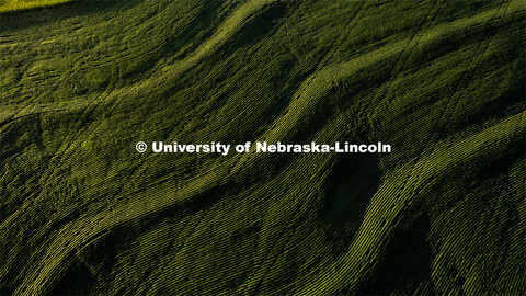 Aerial views of soybean and corn fields in southeast Lancaster County. August 2, 2024. 