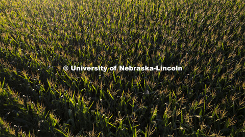 Aerial views of soybean and corn fields in southeast Lancaster County. August 2, 2024. 