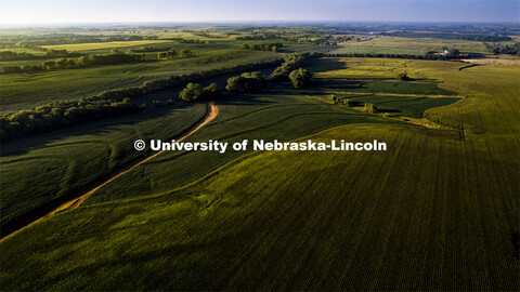 Aerial views of soybean and corn fields in southeast Lancaster County. August 2, 2024. 