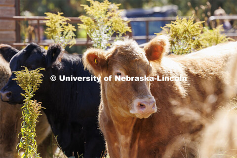 David Wedin, Director of the Grassland Studies Center and Professor in the School of Natural Resourc