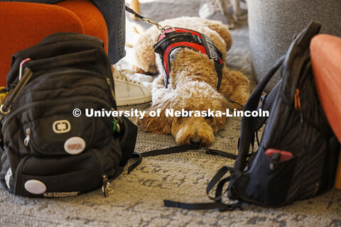 A service dog rests between backpacks at the College of Law. College of Law photoshoot. October 10, 