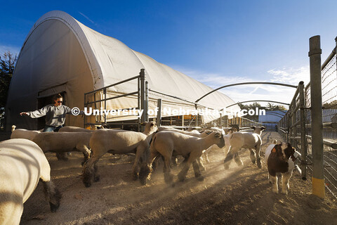 Breanna Gilmore urges sheep and goats to an outside corral next to the Animal Science building so th