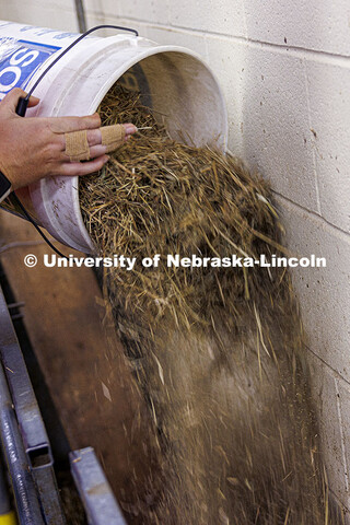 Feed is distributed into the sheep feeding bunk. Three student workers in the Animal Science buildin