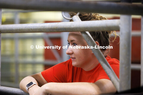 McKenna Carr watches as cattle move to another area. Three student workers in the Animal Science bui