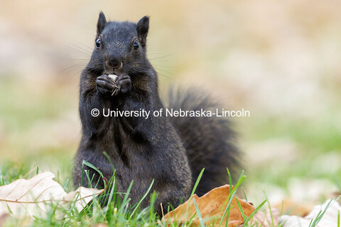 A black squirrel enjoys a snack near Love Library. On campus. November 4, 2024. 