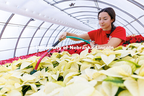 Haley Klement, sophomore, waters a row of Whitestar poinsettias inside Teaching Greenhouse West on E