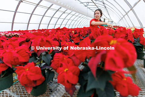 Haley Klement, sophomore, waters a row of Valentine poinsettias inside Teaching Greenhouse West on E