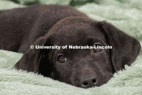 Mabel, a young Chocolate Lab, belongs to UCOMM's Stephanie Severin. December 3, 2024. 