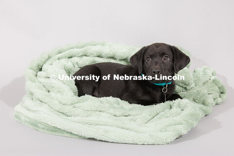 Mabel, a young Chocolate Lab, belongs to UCOMM's Stephanie Severin. December 3, 2024. 