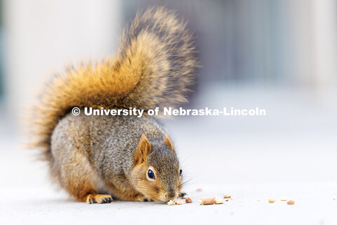 A squirrel nibbles on pieces of a nut given by Dalton Dailey outside of Love Library. December 17, 2