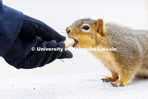 Dalton Dailey, junior, hands a squirrel a peanut outside of Love Library. December 17, 2024. 