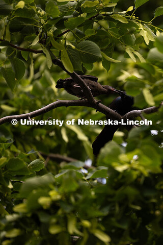 A grackle fledgling grabs a meal from its parent in a tree outside of Kimball Recital Hall. Spring o