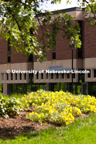 Bright yellow flowers bloom west of the Adele Coryell Hall Learning Commons. Spring on City Campus. 