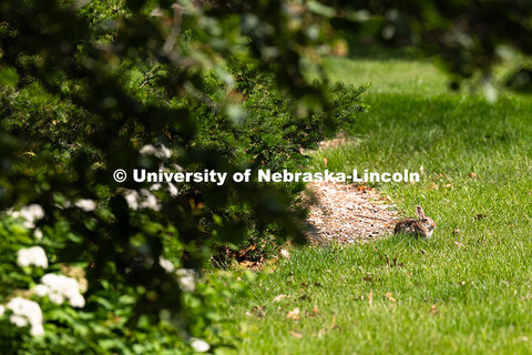 A cottontail rabbit lounges in the sun on the lawn east of Hamilton Hall. Spring on City Campus. May