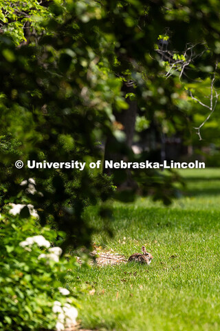 A cottontail rabbit lounges in the sun on the lawn east of Hamilton Hall. Spring on City Campus. May