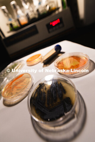 Samples of Exophiala viscosa in petri dishes alongside a vial of melanin and tubes of cyanobacteria 