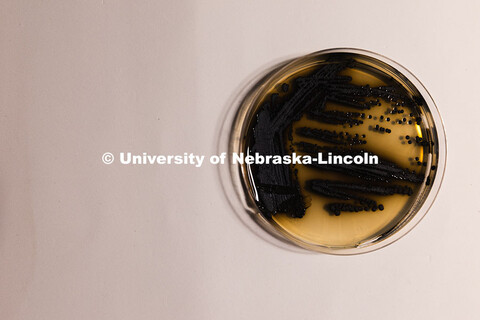 A petri dish with streaks and spots of Exophiala viscosa, a fungus studied by Erin Carr for its mela