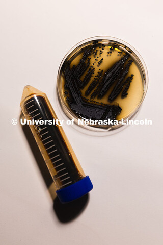 A petri dish with streaks and spots of Exophiala viscosa, a fungus studied by Erin Carr for its mela