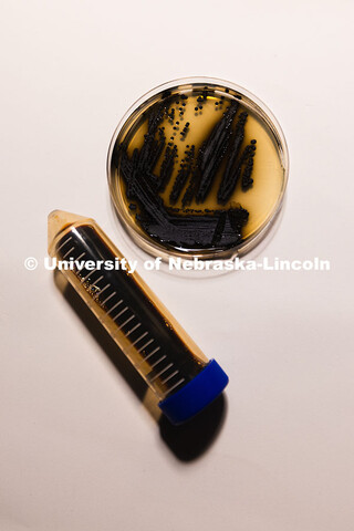 A petri dish with streaks and spots of Exophiala viscosa, a fungus studied by Erin Carr for its mela