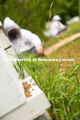 Honeybees circle in and out of a hive during the bee wellness and yoga event. The University of Nebr