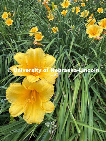 Yellow day lilies blooming on City Campus. June 26, 2025. 