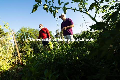 Mark Mesarch and Bill Sorensen walk through plots in the East Campus Community Gardens. Both work in