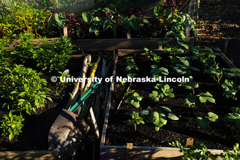 A model plot, as described by Mark Mesarch, with spaced, organized raised beds. Mesarch does web and
