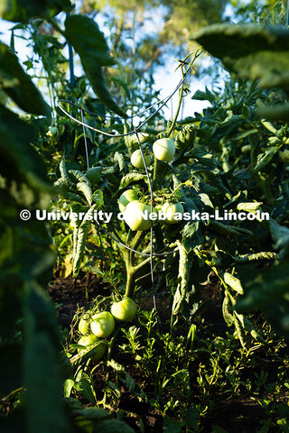 Unripe tomatoes hang off a vine in a plot in the East Campus Community Gardens. The gardens first st