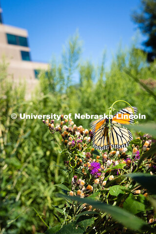 A butterfly takes off from a flower in front of the Lied Center for Performing Arts on City Campus. 