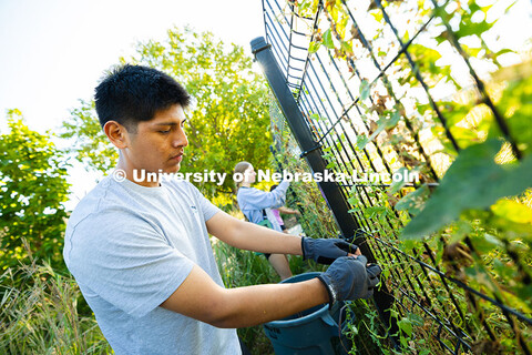 Issac Lucar, a first-year student from Schuyler studying chemical engineering, removes invasive vine