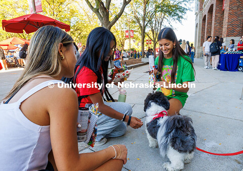 Students gather around a shitzu during the Fiesta on the Green celebration on city campus. Fiesta on