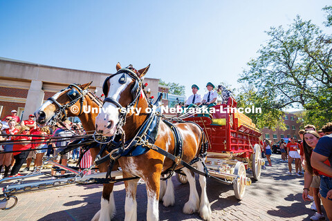 The Budweiser Clydesdales in front of the Selleck Quadrangle on game day. Nebraska vs Michigan State