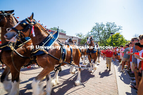 The Budweiser Clydesdales in front of the Selleck Quadrangle on game day. Nebraska vs Michigan State