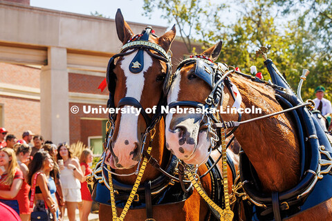 The Budweiser Clydesdales rub necks together in front of the Selleck Quadrangle on gameday. Nebraska