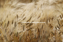 Wheat growing in University of Nebraska–Lincoln test plots in fields in northeast Lincoln, June 18