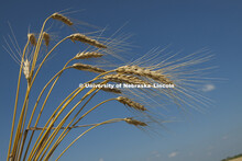 Grad students and summer workers walk through the UNL wheat test fields pulling heads of wheat that 